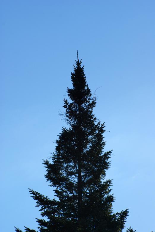 Free stock image of Pine Tree created by Brian Norcross