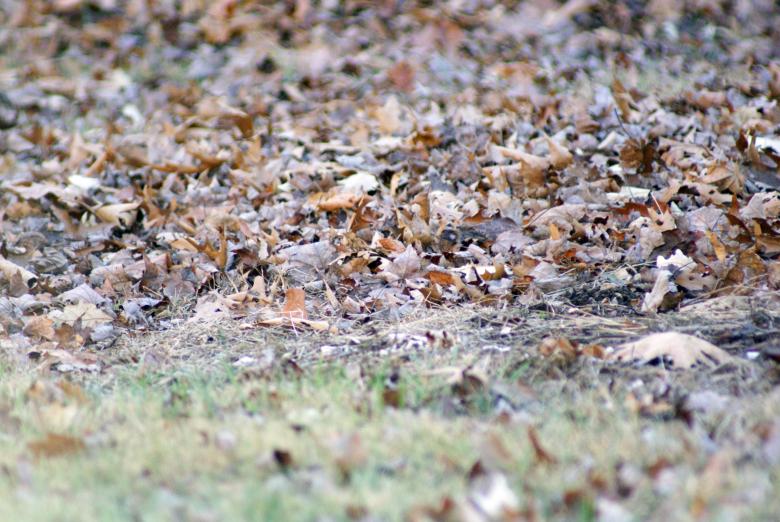 Free stock image of Fallen Leaves created by Brian Norcross