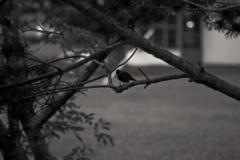 Free stock image of Bird at Twilight created by Angela Sickelsmith