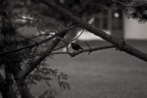 Bird at Twilight - Free Stock Photo