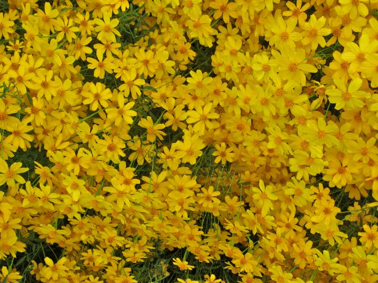 Free stock image of Daisies created by Trent Ellingsen