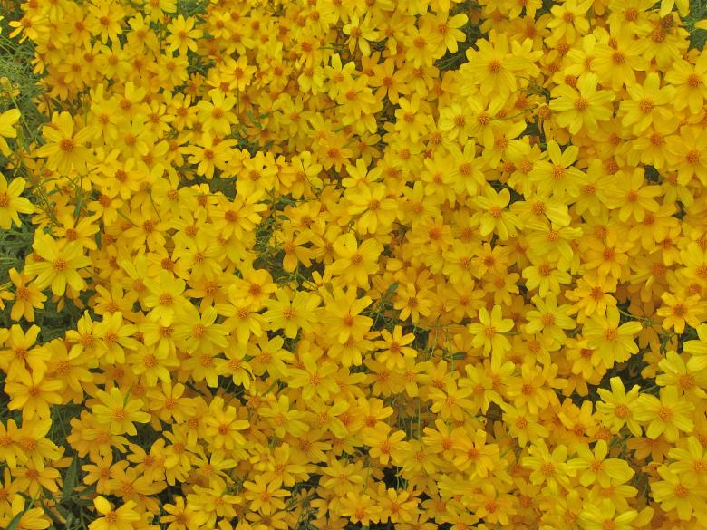 Free stock image of Flowers created by Trent Ellingsen