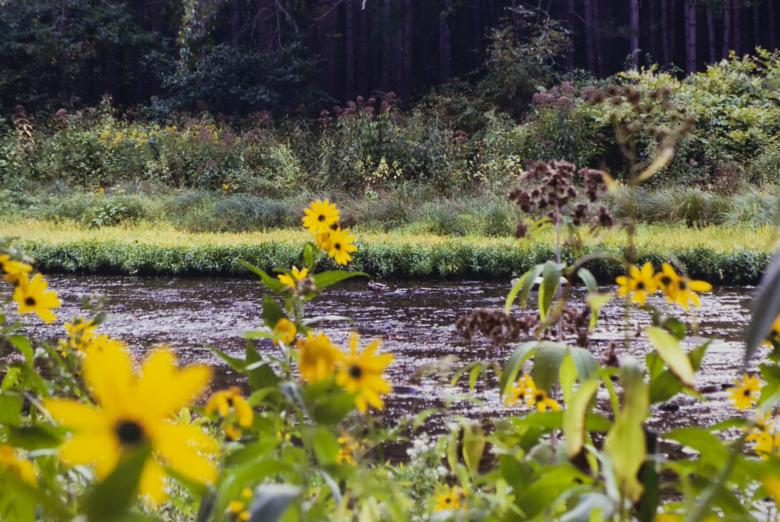 Free stock image of Creek created by Angela Sickelsmith
