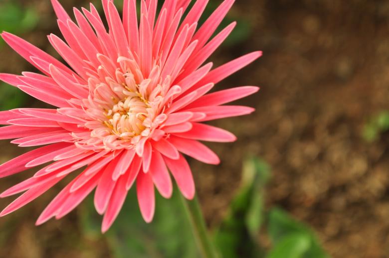 Free stock image of Pink daisy created by Eduardo Cleofe