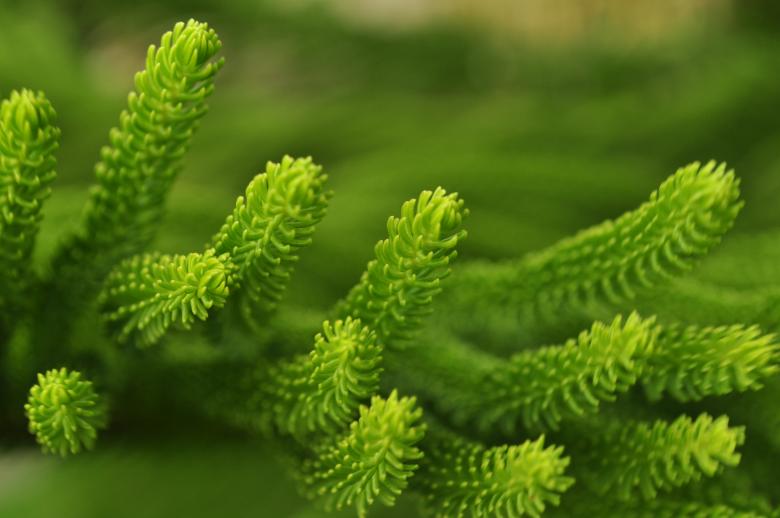 Free stock image of Green swirls created by Eduardo Cleofe