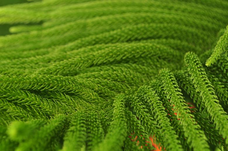 Free stock image of Green pine created by Eduardo Cleofe