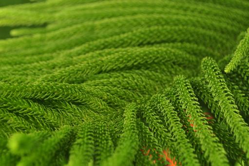 Green pine - Free Stock Photo