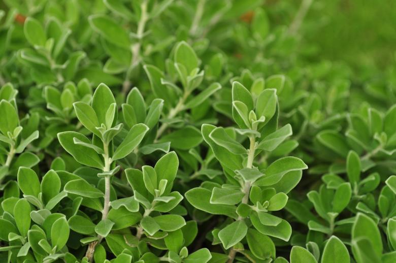 Free stock image of Green patterns created by Eduardo Cleofe