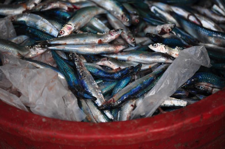 Free stock image of Fish harvest created by Eduardo Cleofe