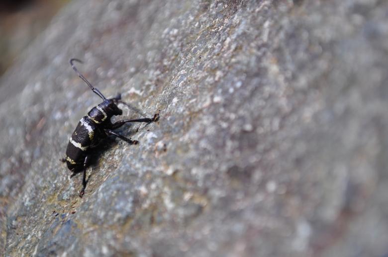 Free stock image of Beetle on a rock created by Eduardo Cleofe