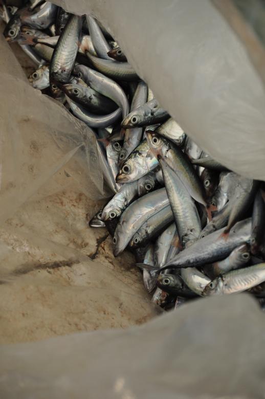 Free stock image of Fish a plenty created by Eduardo Cleofe