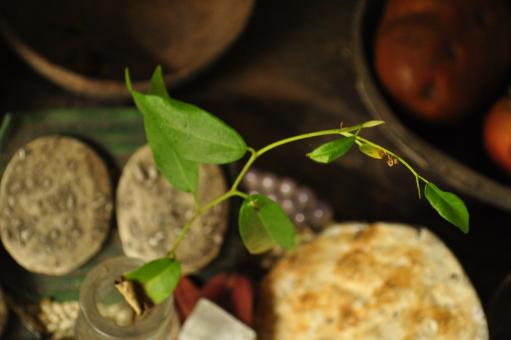 Sprouting plant - Free Stock Photo