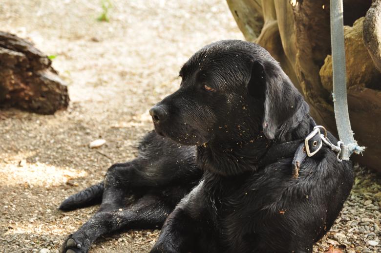 Free stock image of Spike the black lab created by Eduardo Cleofe