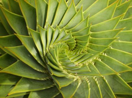 Plant pattern - Free Stock Photo