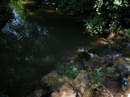 River of Life Obstacles - Free Stock Photo