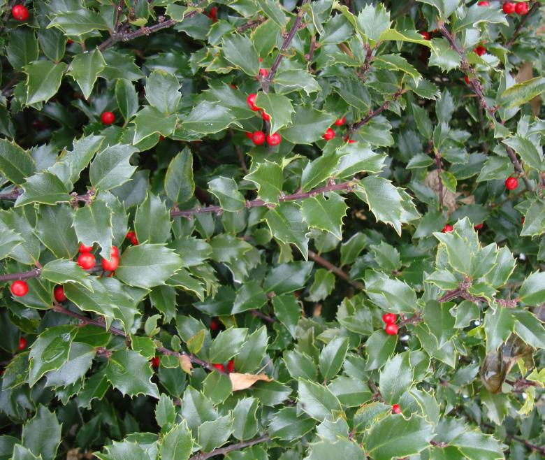 Free stock image of Bush with red berries created by Nathan Bierma
