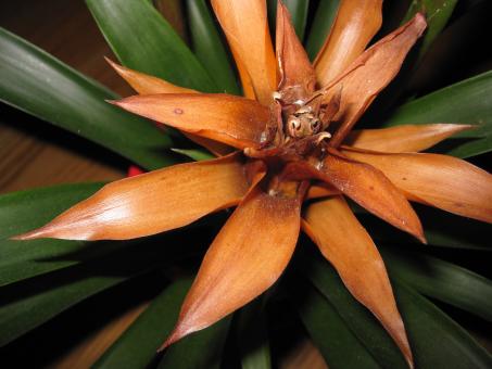 An Orange Flower - Free Stock Photo