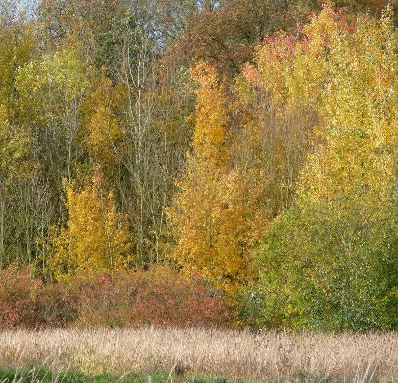 Free stock image of Autumn  created by Kate Towers 