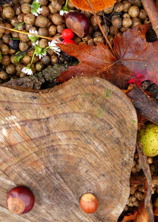 Free stock image of Autumn created by Kate Towers 