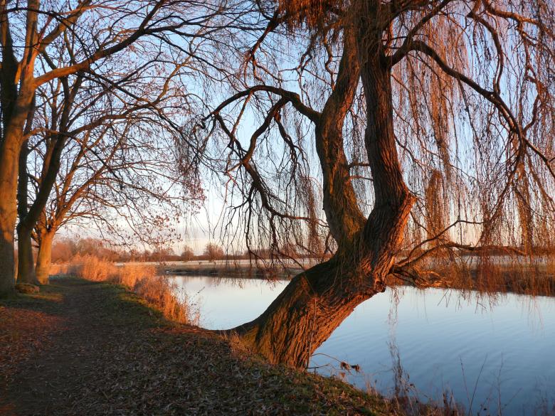 Free stock image of Willow  created by Kate Towers 