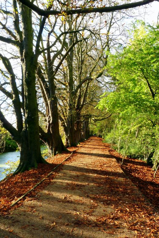 Free stock image of Autumn pathway created by Kate Towers 