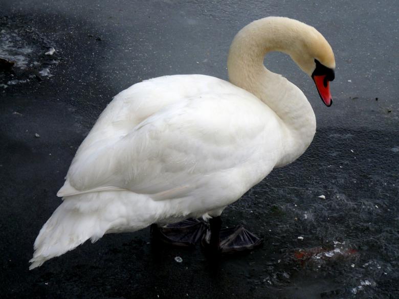 Free stock image of White Swan created by Kate Towers 