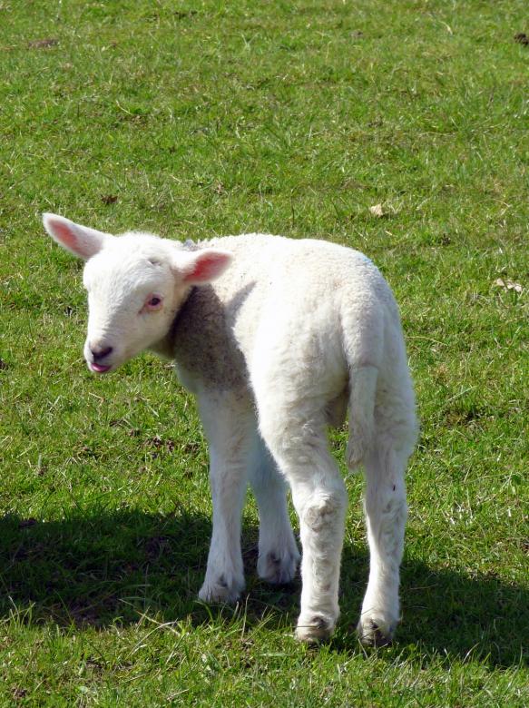 Free stock image of Small Lamb created by Kate Towers 