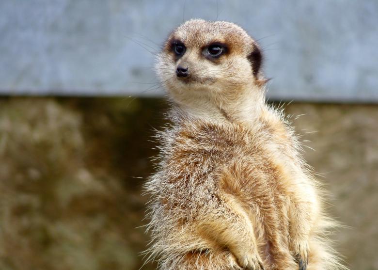 Free stock image of Meerkat  created by Kate Towers 