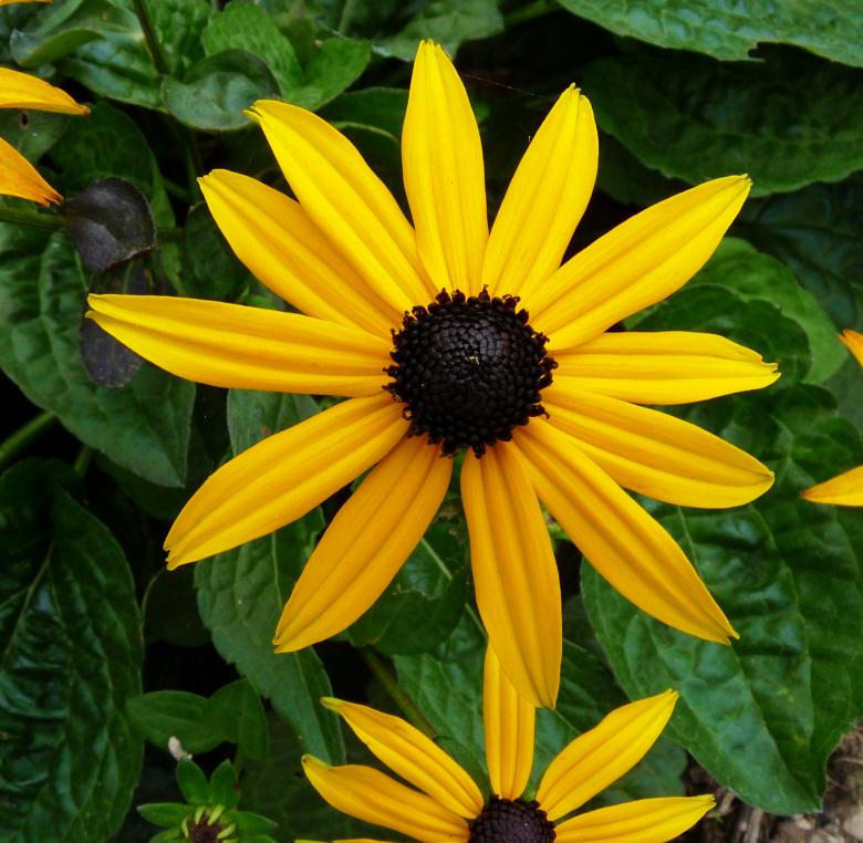 Free stock image of Yellow Flower created by Kate Towers 