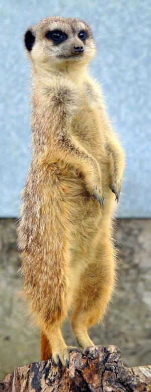 Free stock image of Meerkat created by Kate Towers 