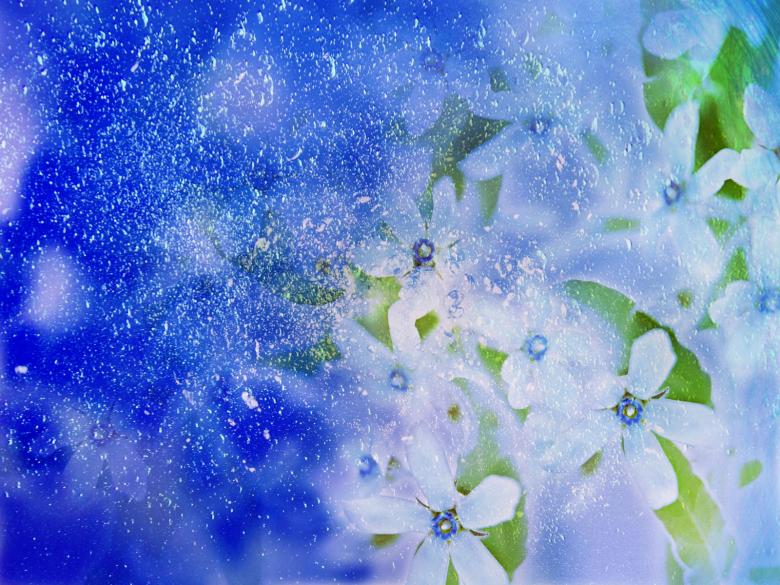 Free stock image of Winter flower created by Alishba Farooqui