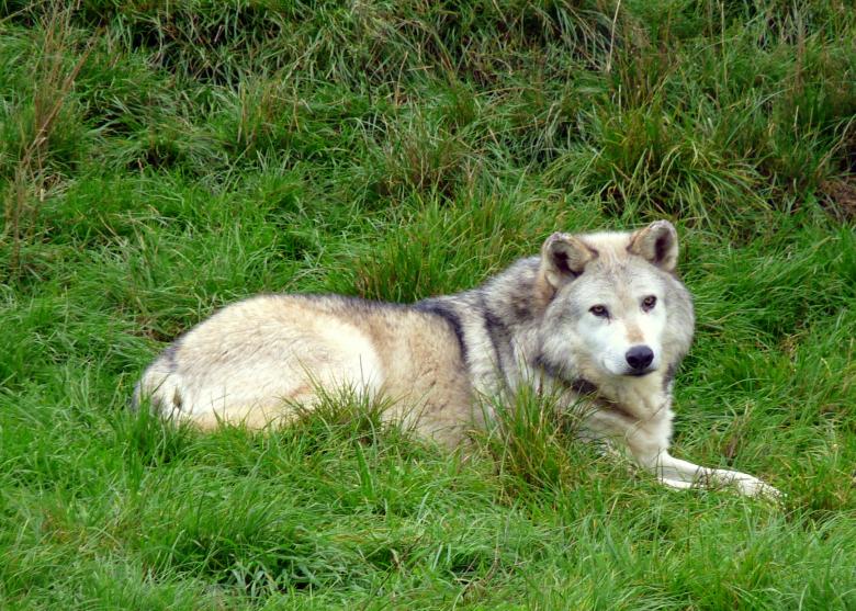 Free stock image of Wolf  created by Kate Towers 