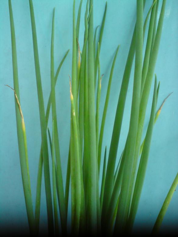 Free stock image of Green Scallions created by sutrisno