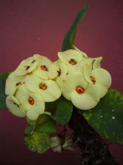 Flowers white thorn - Free Stock Photo