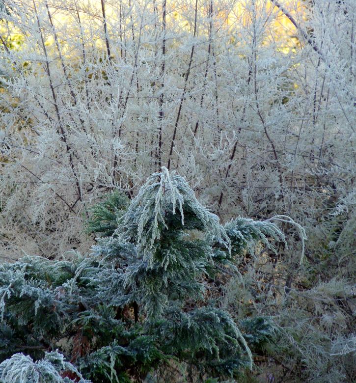 Free stock image of Snow covered trees created by Kate Towers 