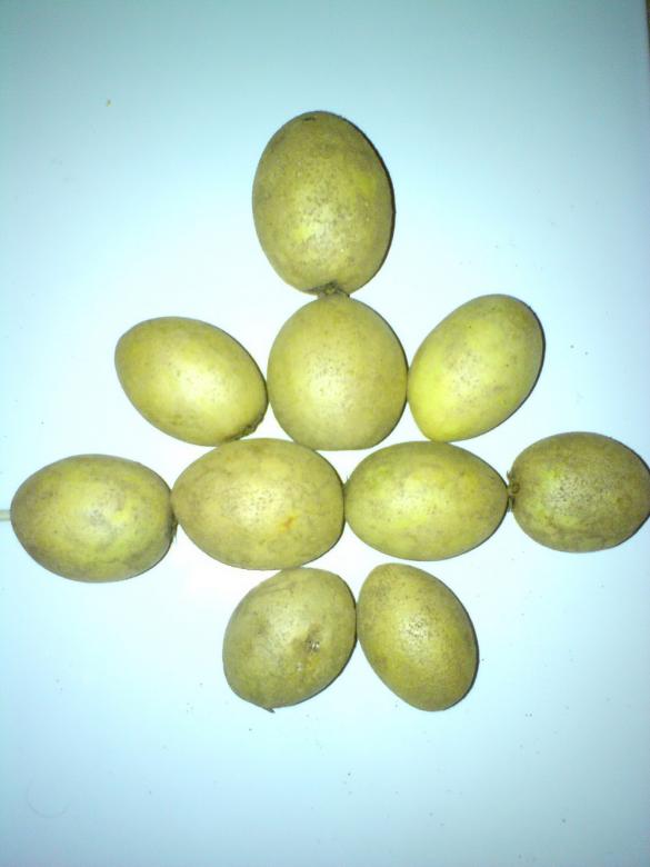 Free stock image of Sapodilla fruit garnish created by sutrisno