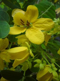 Kantil yellow flowers - Free Stock Photo