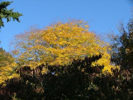 Autumn - Westonbirt - Free Stock Photo