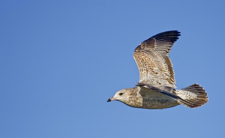 Free stock image of Flying Gull created by Randen Pederson