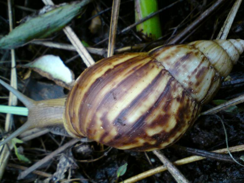 Free stock image of Slug created by sutrisno