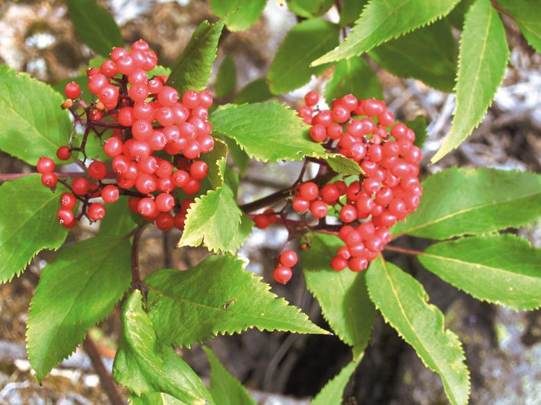 Free stock image of Red Berries created by Stéphanie Ghesquier