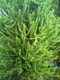 Fir tree - Free Stock Photo