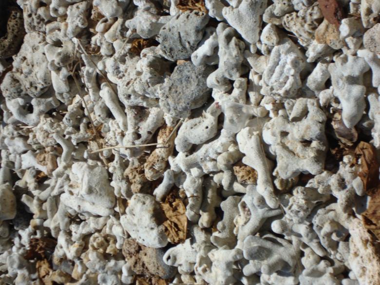 Free stock image of Corals created by roy suraj