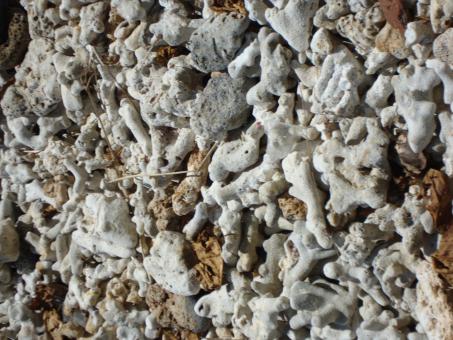 Free Stock Photo of Corals