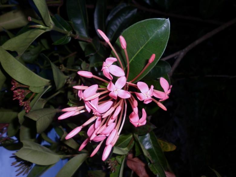 Free stock image of Pink flowers created by Alejandro Bermudez