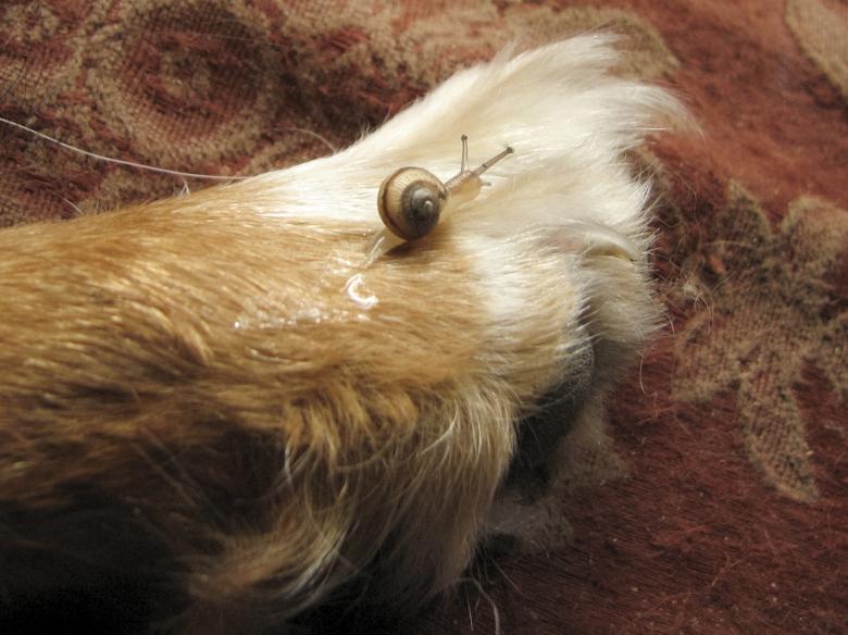 Free stock image of Snail on paw created by Barbara Din