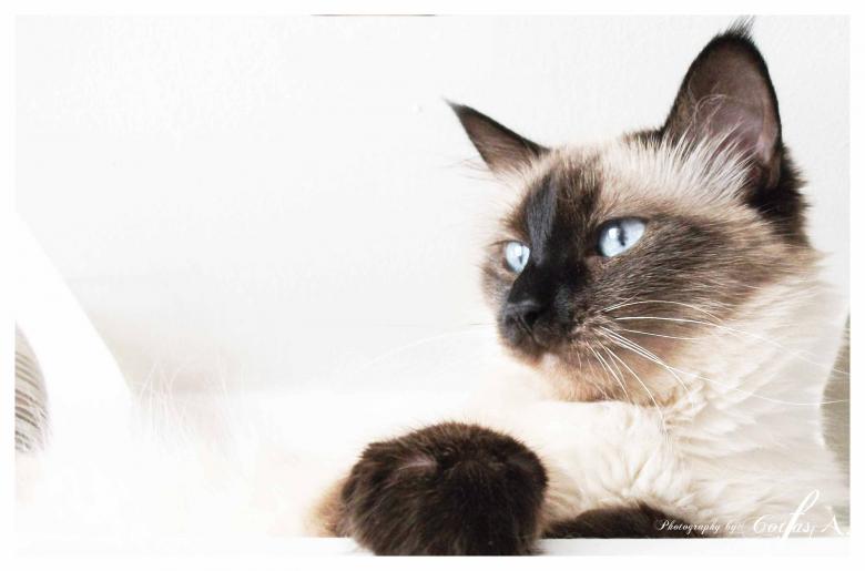 Free stock image of Puffy created by Alin Cornel Cotfas
