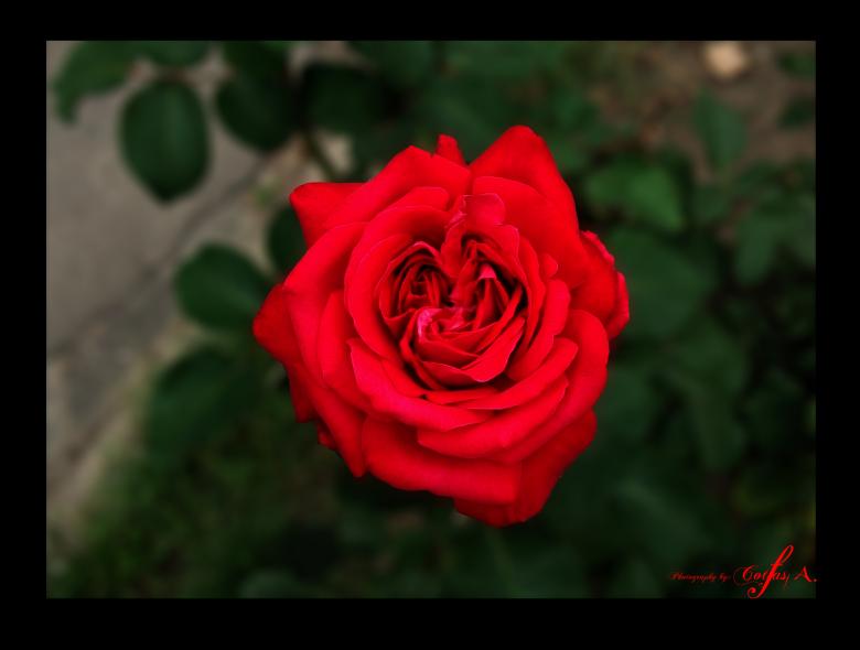 Free stock image of Rose created by Alin Cornel Cotfas