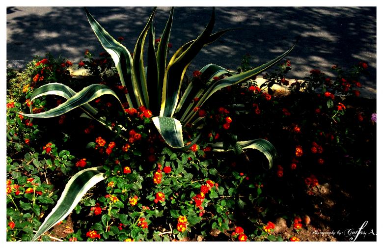 Free stock image of Flower created by Alin Cornel Cotfas