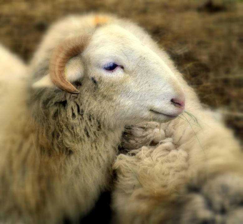 Free stock image of Sheep created by Kate Towers 